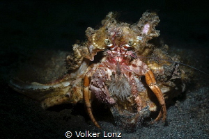 Anemone Hermit Crab by Volker Lonz 